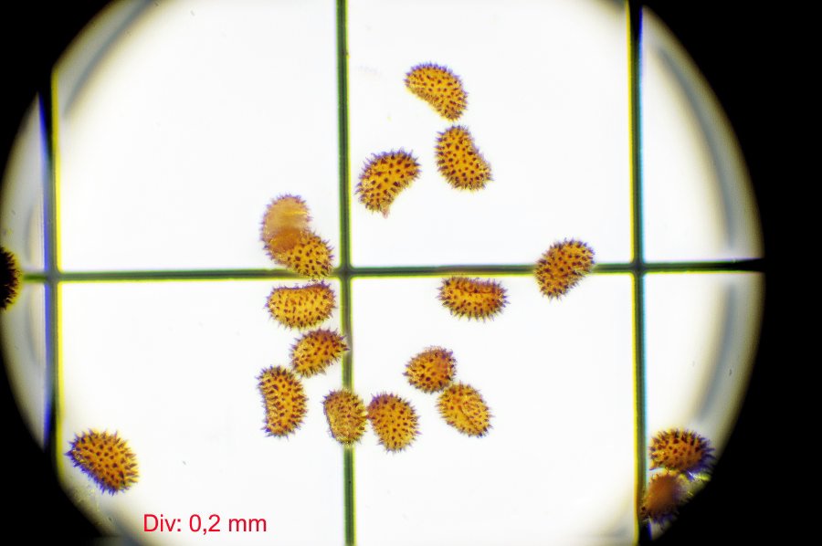 Spore di felci: Cystopteris fragilis